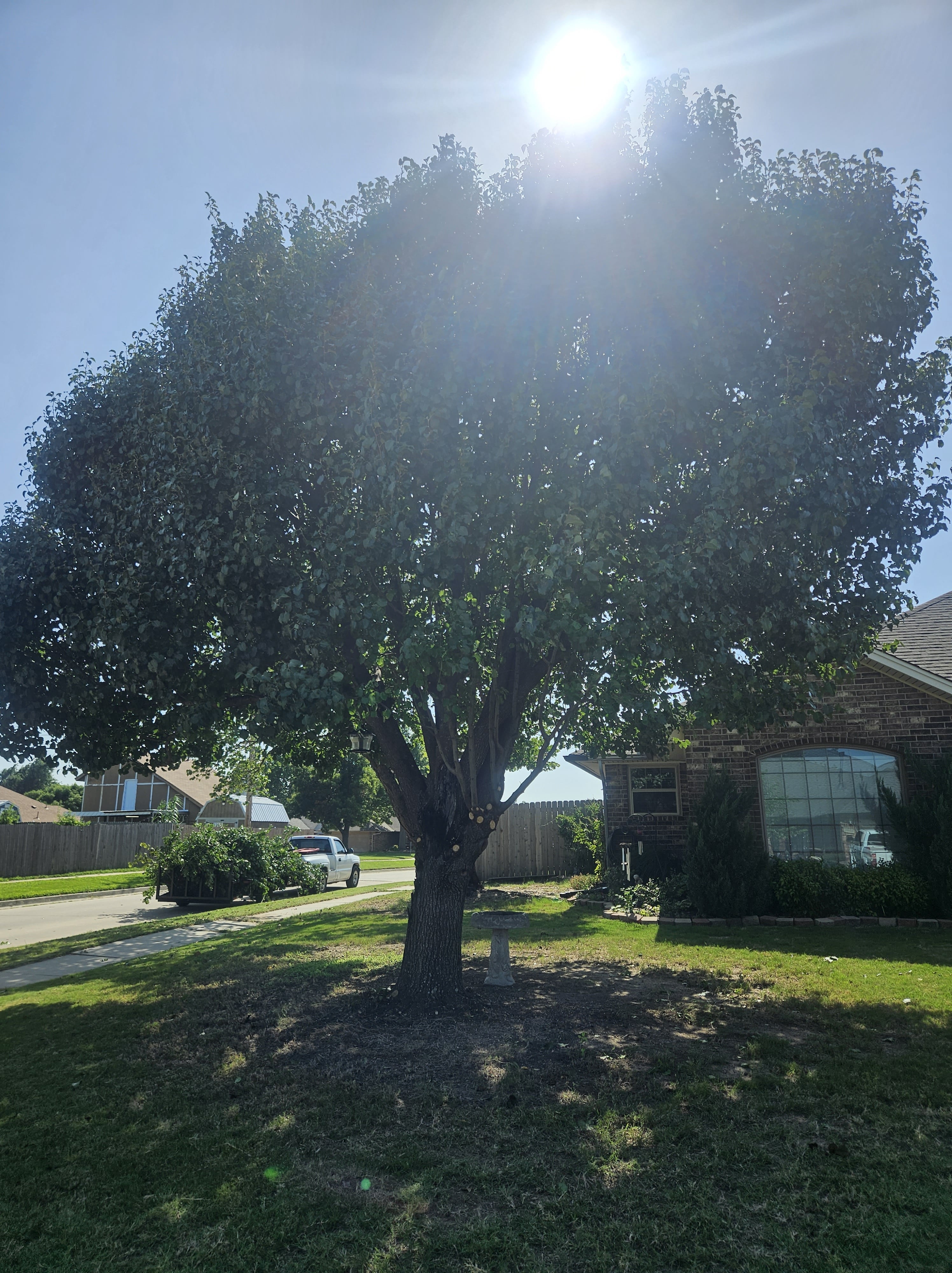 Grass & Trees, LLC Fully Insured Tree Trimming & Pruning Service in Moore, Norman & South OKC